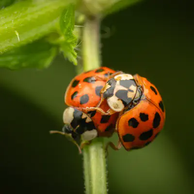 Asiatischer Marienkäfer