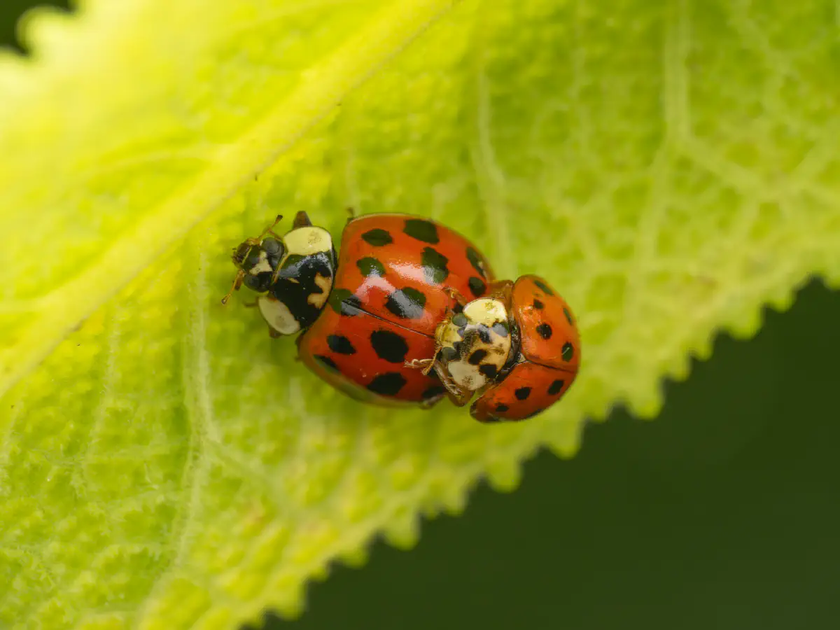 Coccinelle asiatique