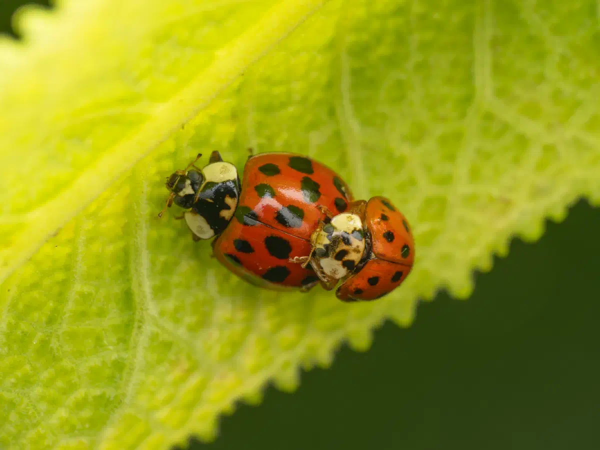 Asian Lady Beetle
