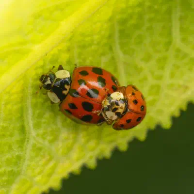 Asian Lady Beetle