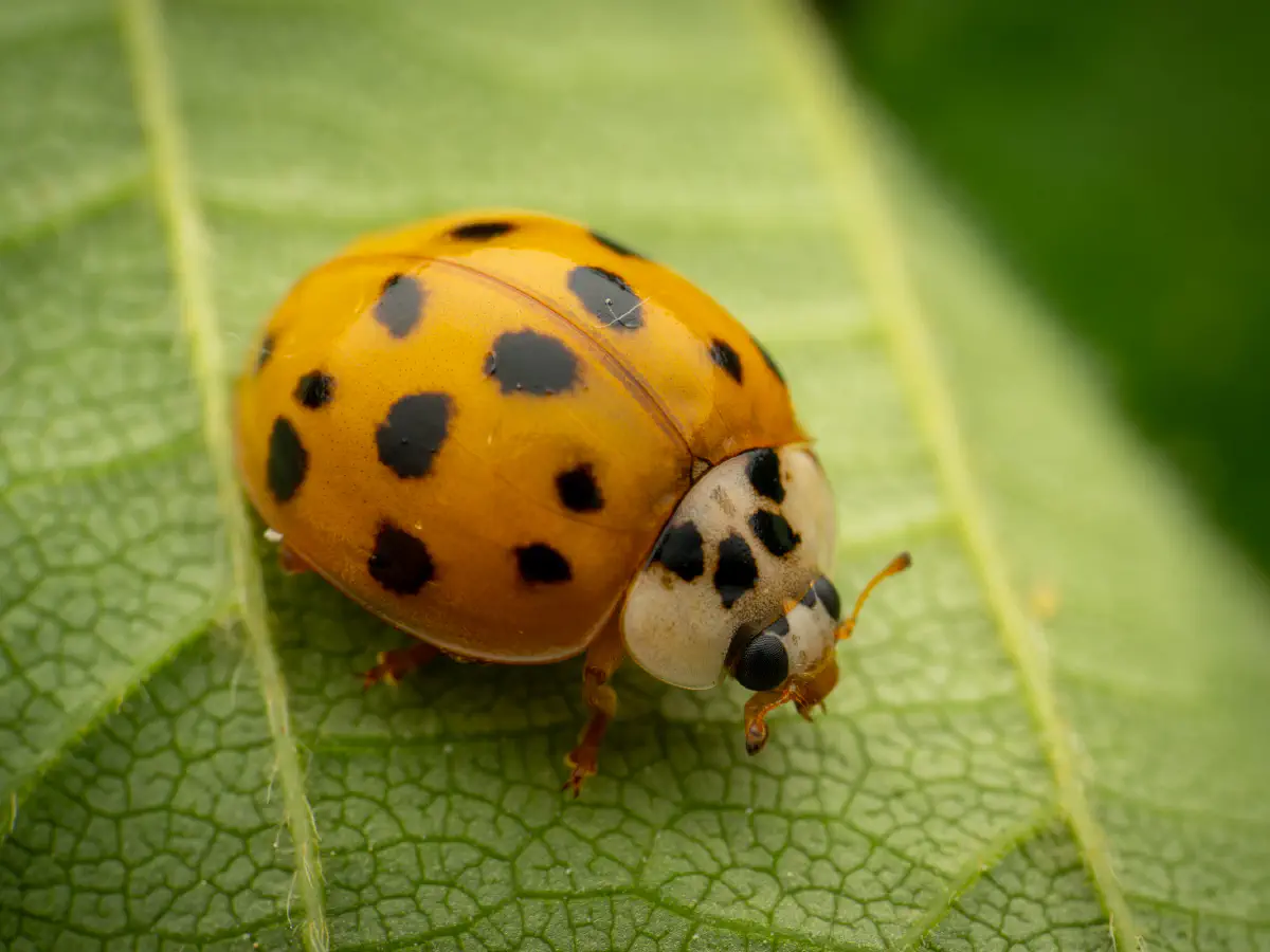 Coccinelle asiatique