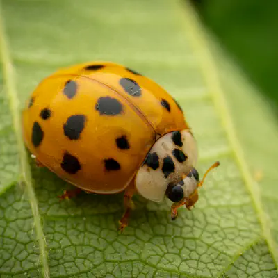 Asiatischer Marienkäfer