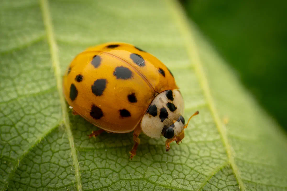 Coccinelle asiatique