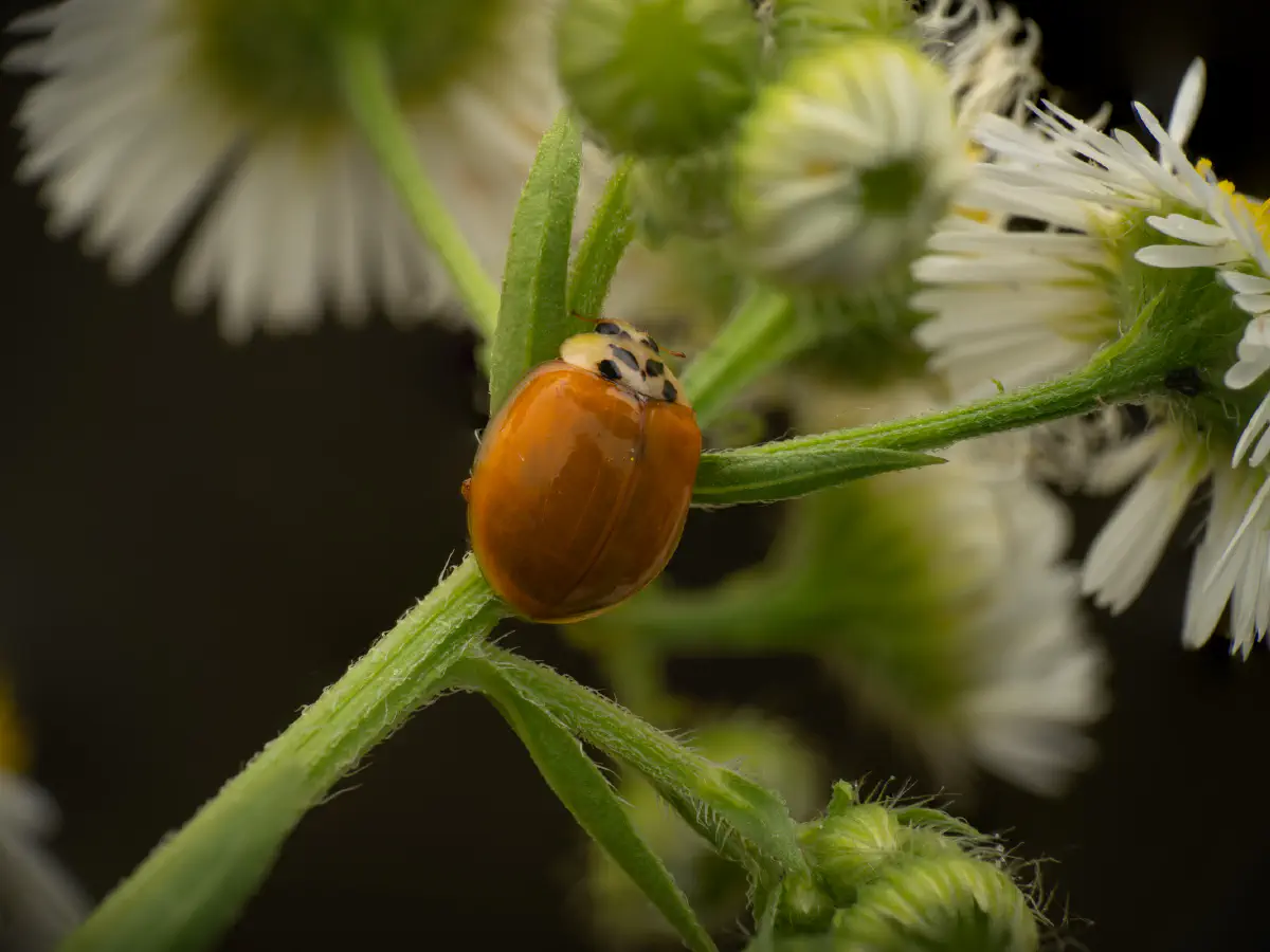 Coccinelle asiatique