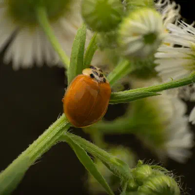 Asiatischer Marienkäfer