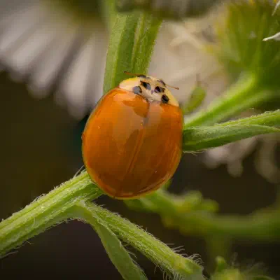 Asian Lady Beetle