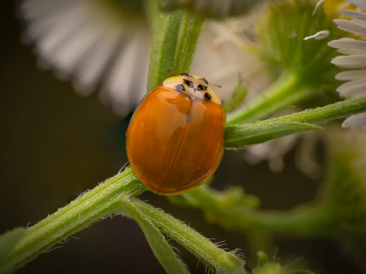 Coccinelle asiatique