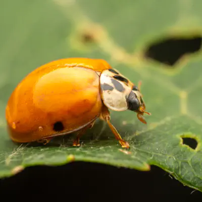 Asian Lady Beetle