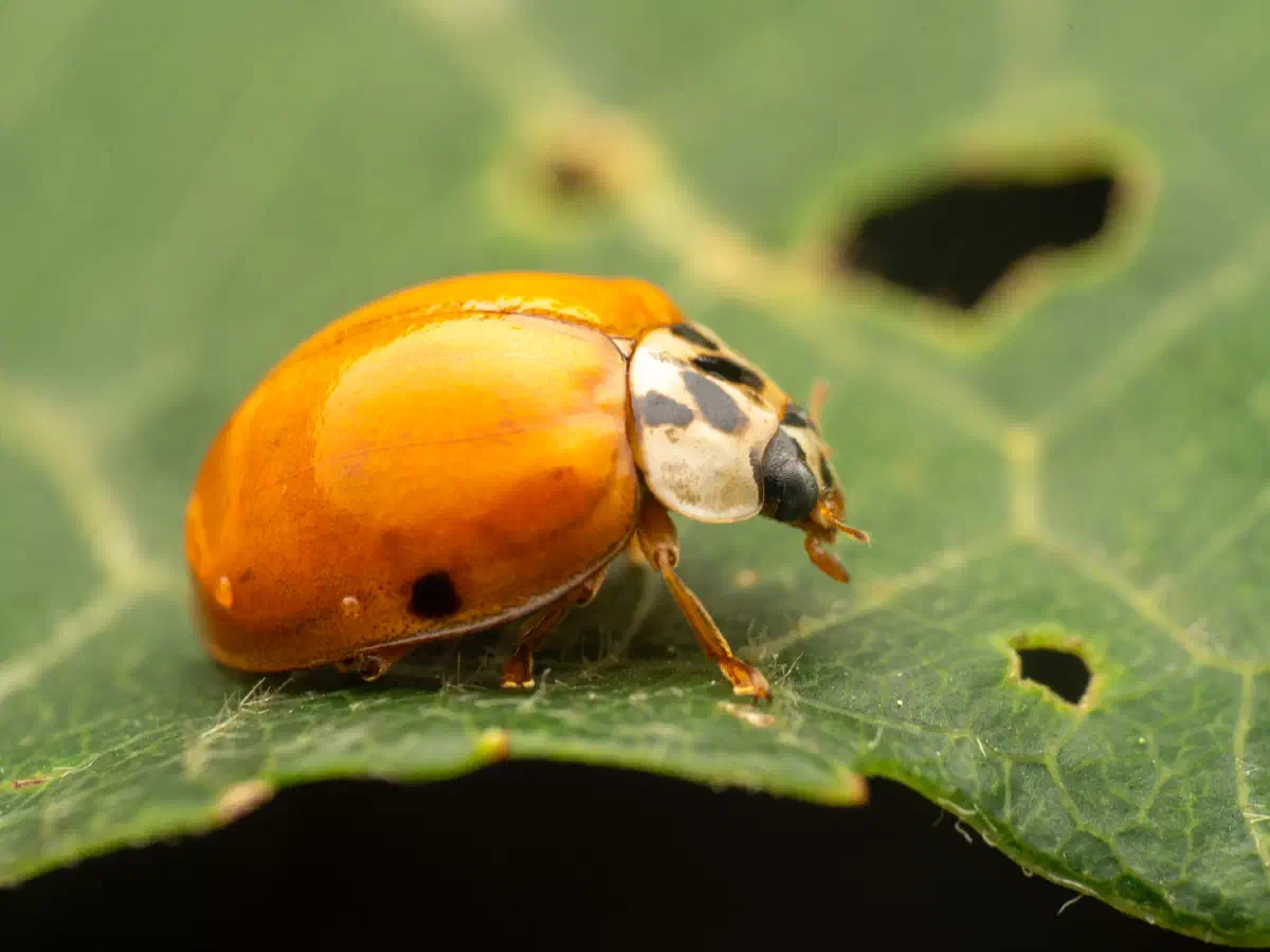 Asian Lady Beetle