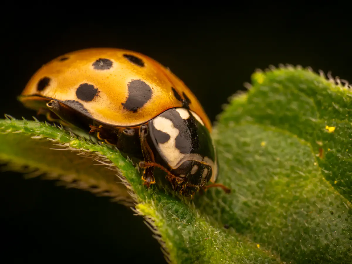 Coccinelle ocellée