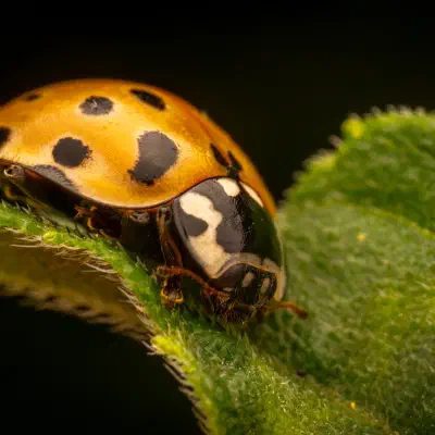 Eyed Ladybird Beetle