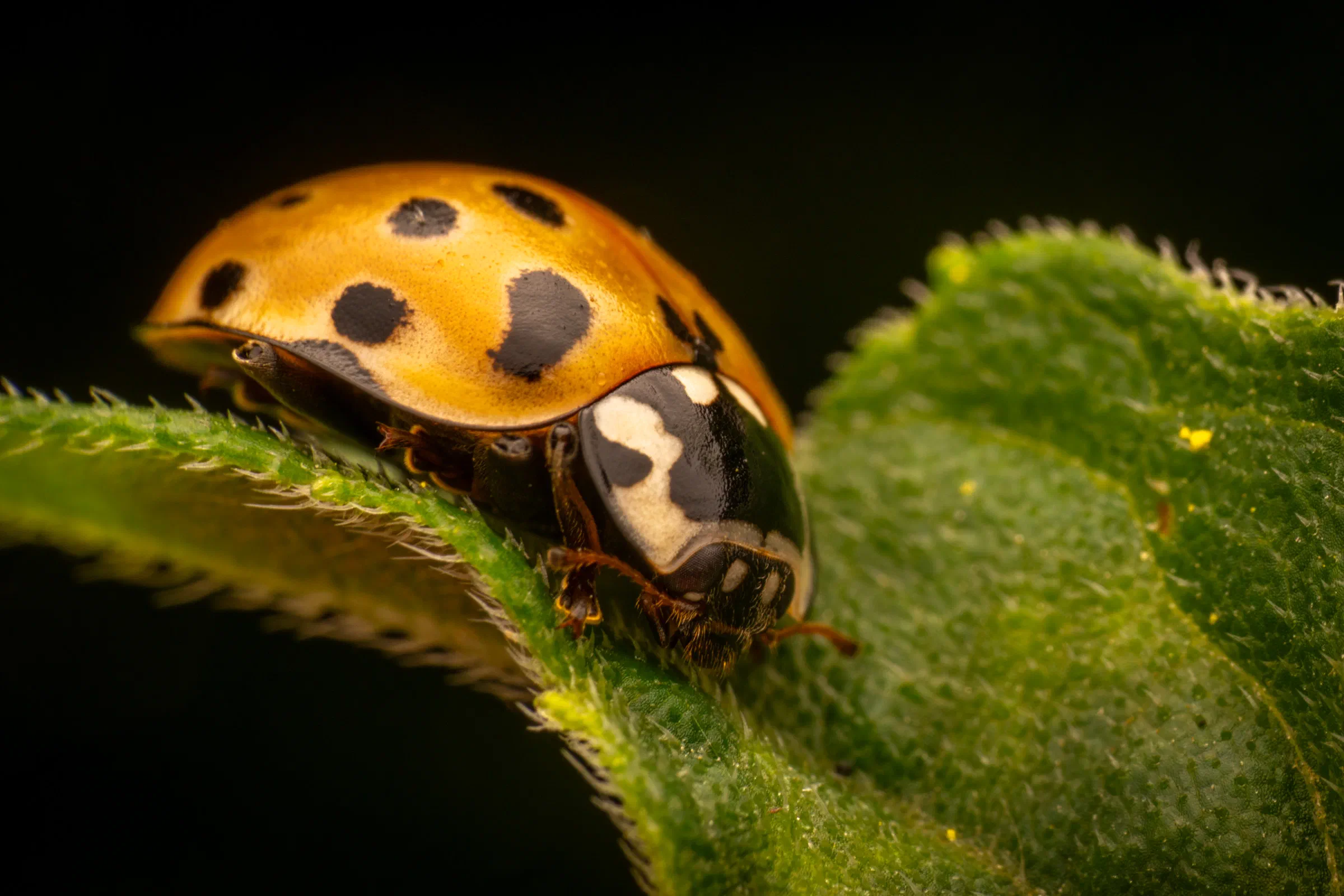Coccinelle ocellée