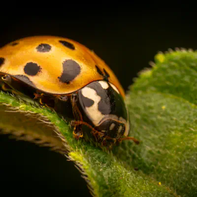 Augenmarienkäfer