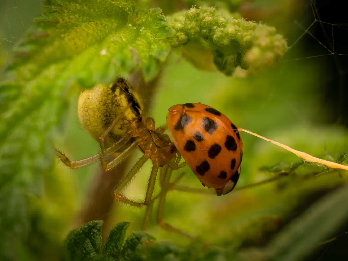 Coccinelle ocellée
