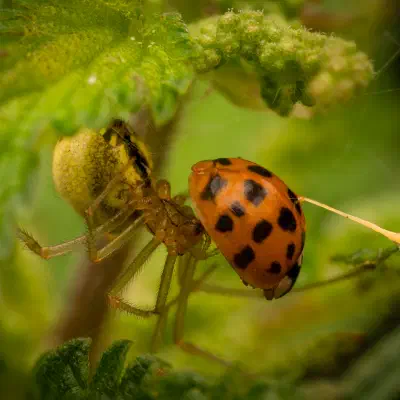 Eyed Ladybird Beetle
