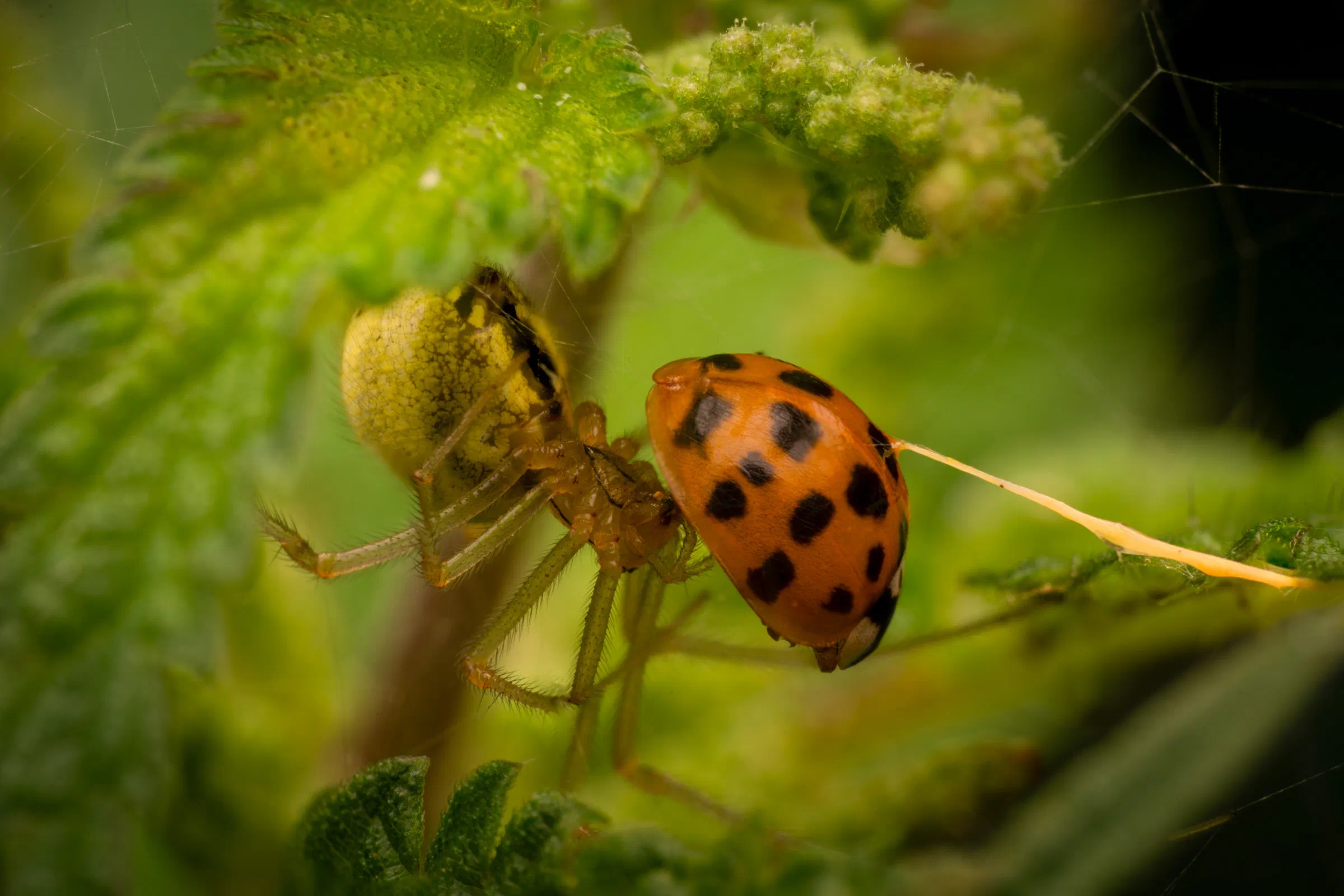 Coccinelle ocellée