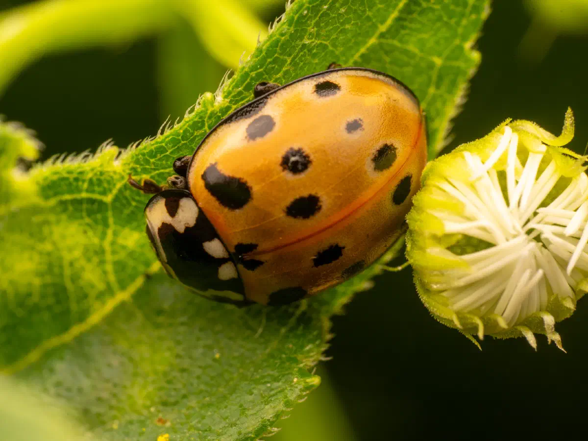 Coccinelle ocellée