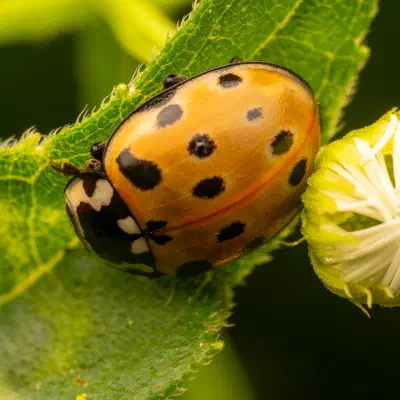 Eyed Ladybird Beetle