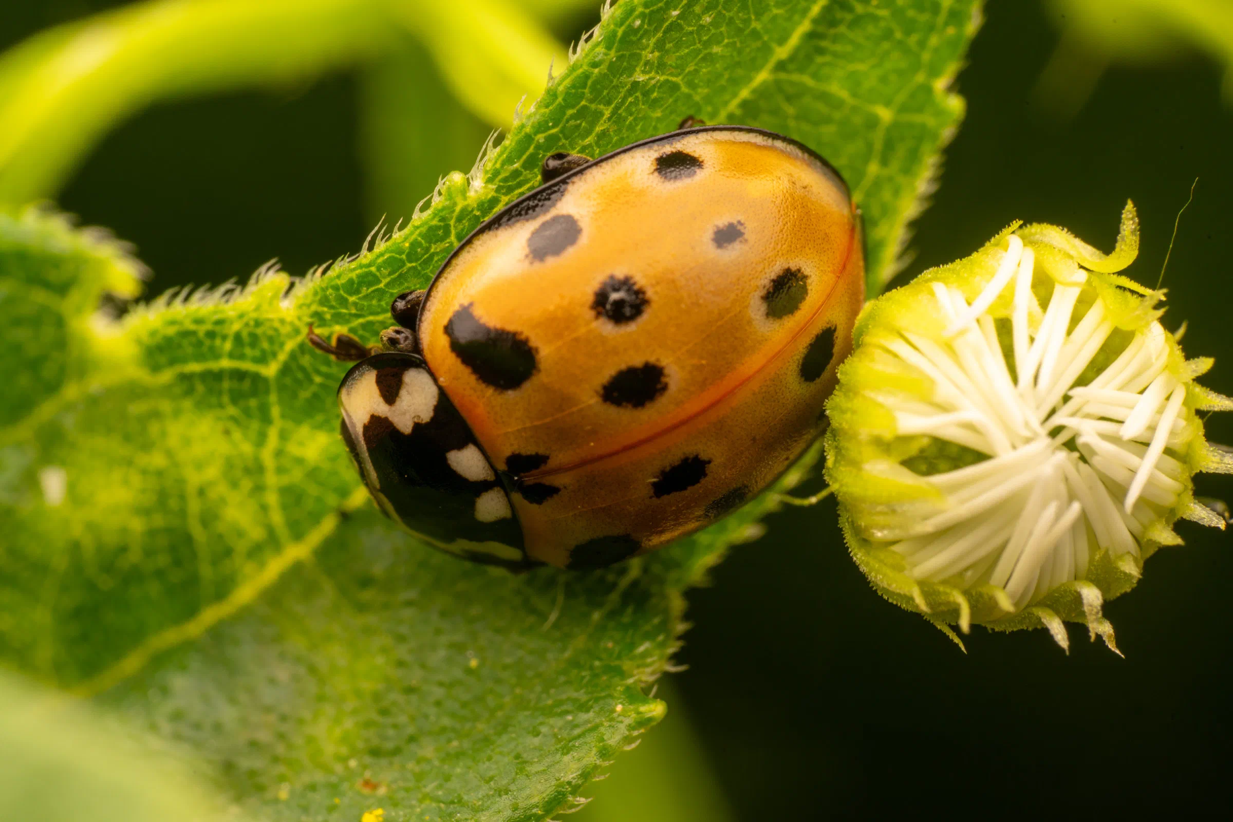 Coccinelle ocellée