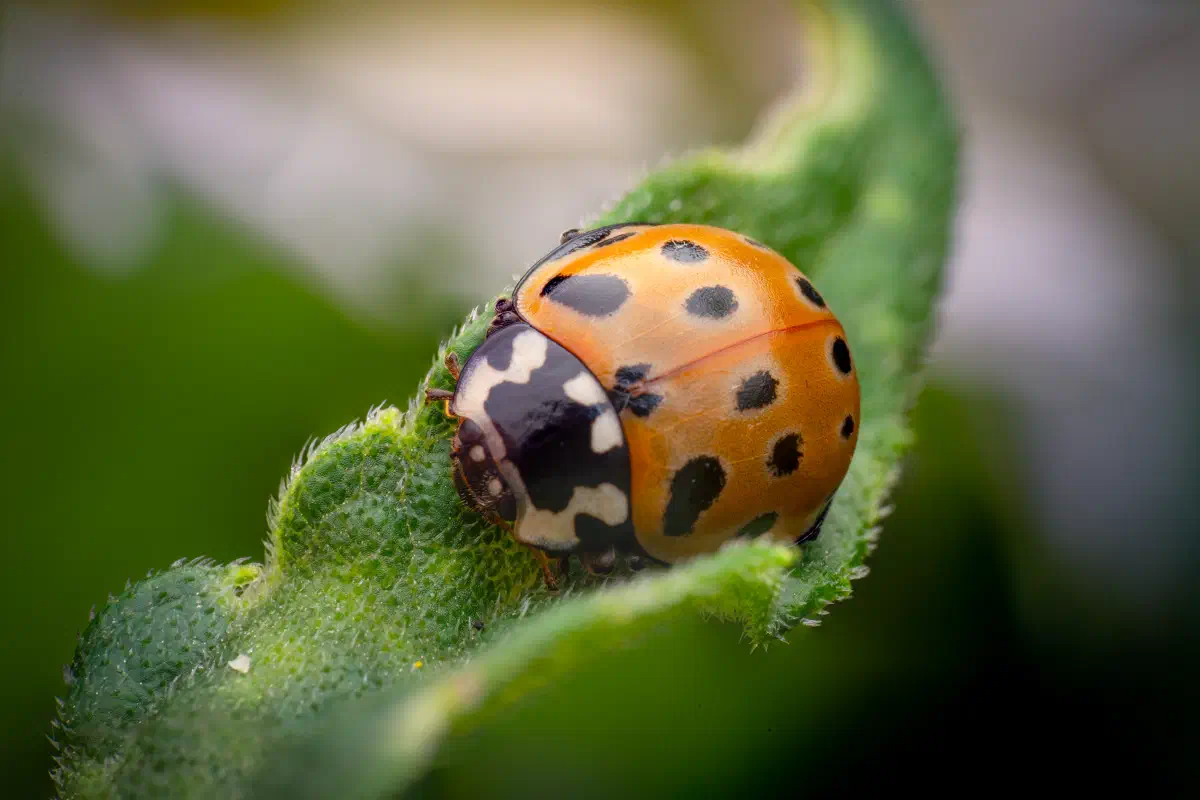 Coccinelle ocellée