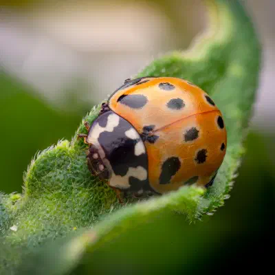 Mariquita Ocelada