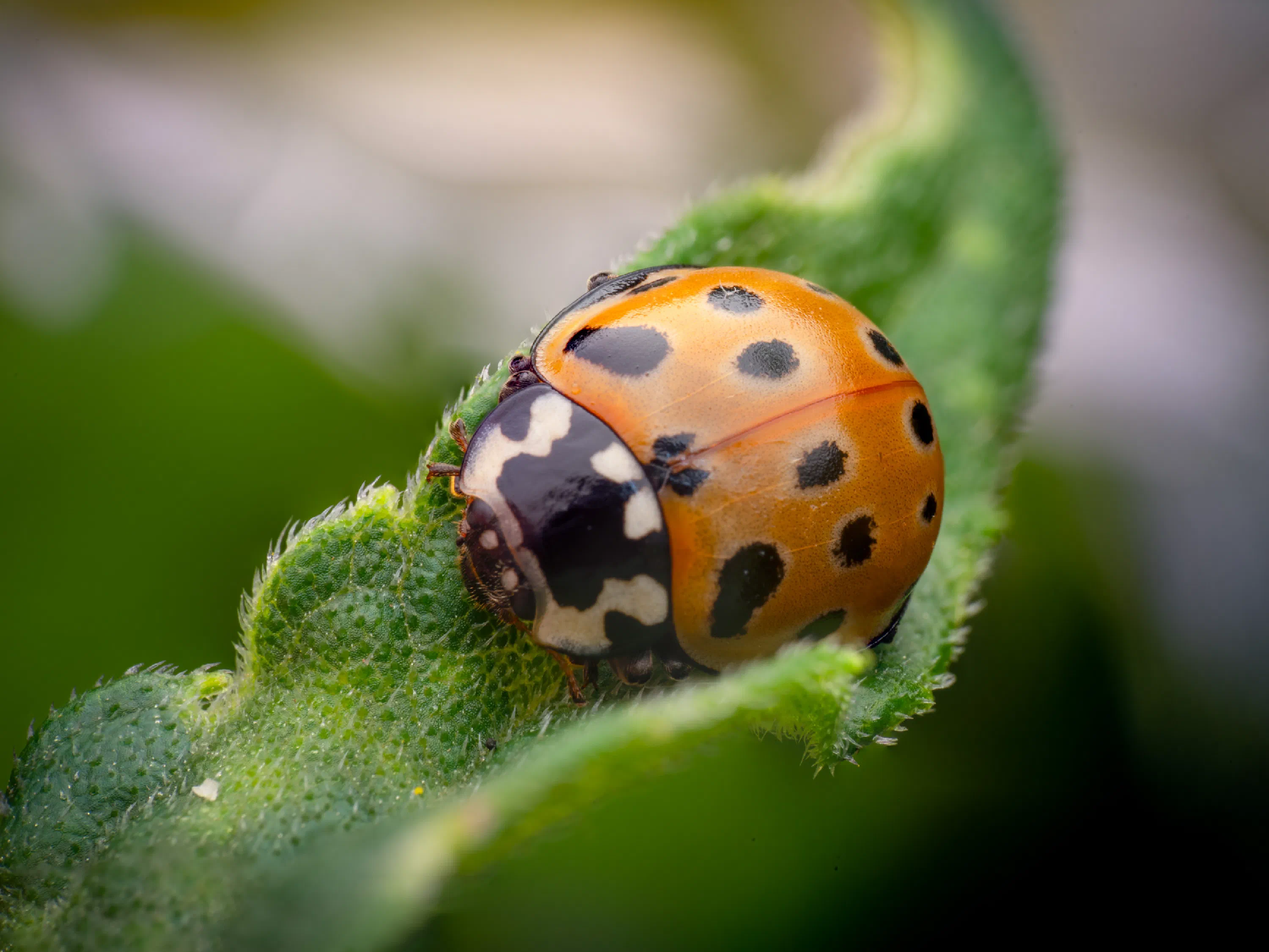 Mariquita Ocelada