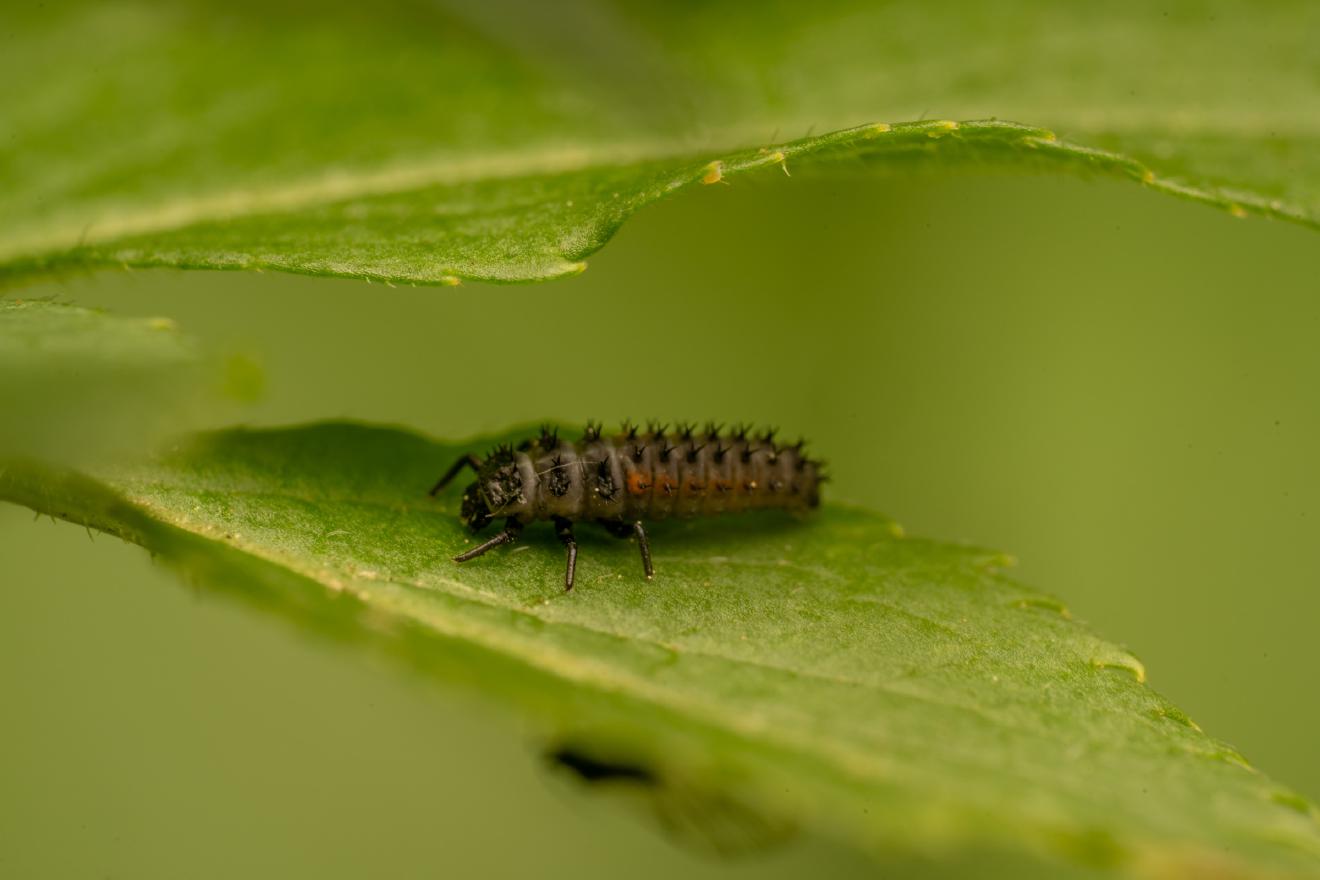 Asian Lady Beetle – No. 1