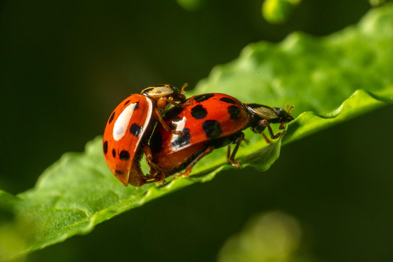 Asian Lady Beetle – No. 1