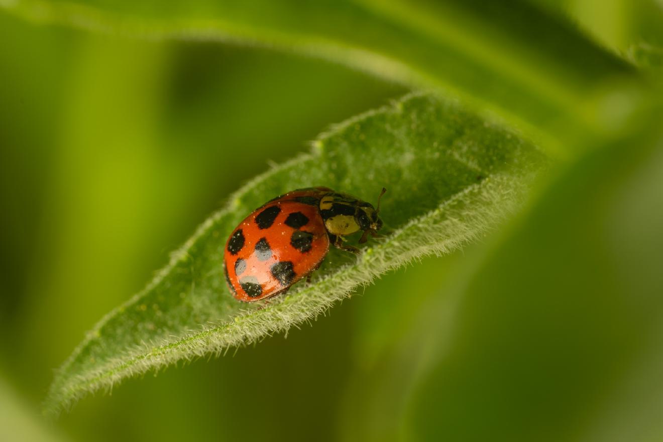 Asian Lady Beetle – No. 4