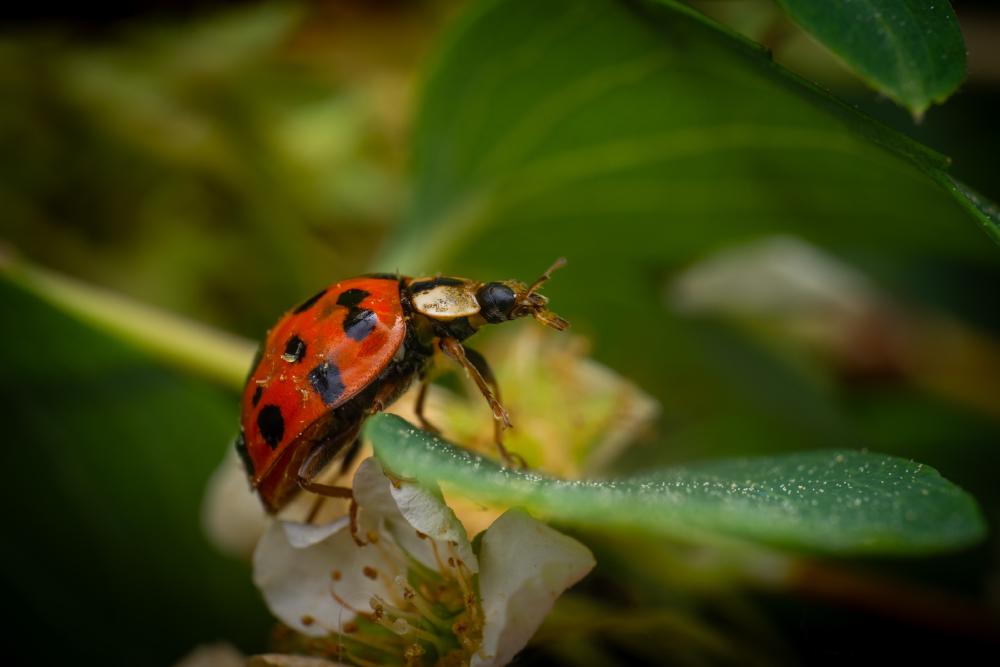 August 18, 2024 – Issue No. 366
– Issue No. 366: “Asian Lady Beetle“ Asian Lady Beetle
