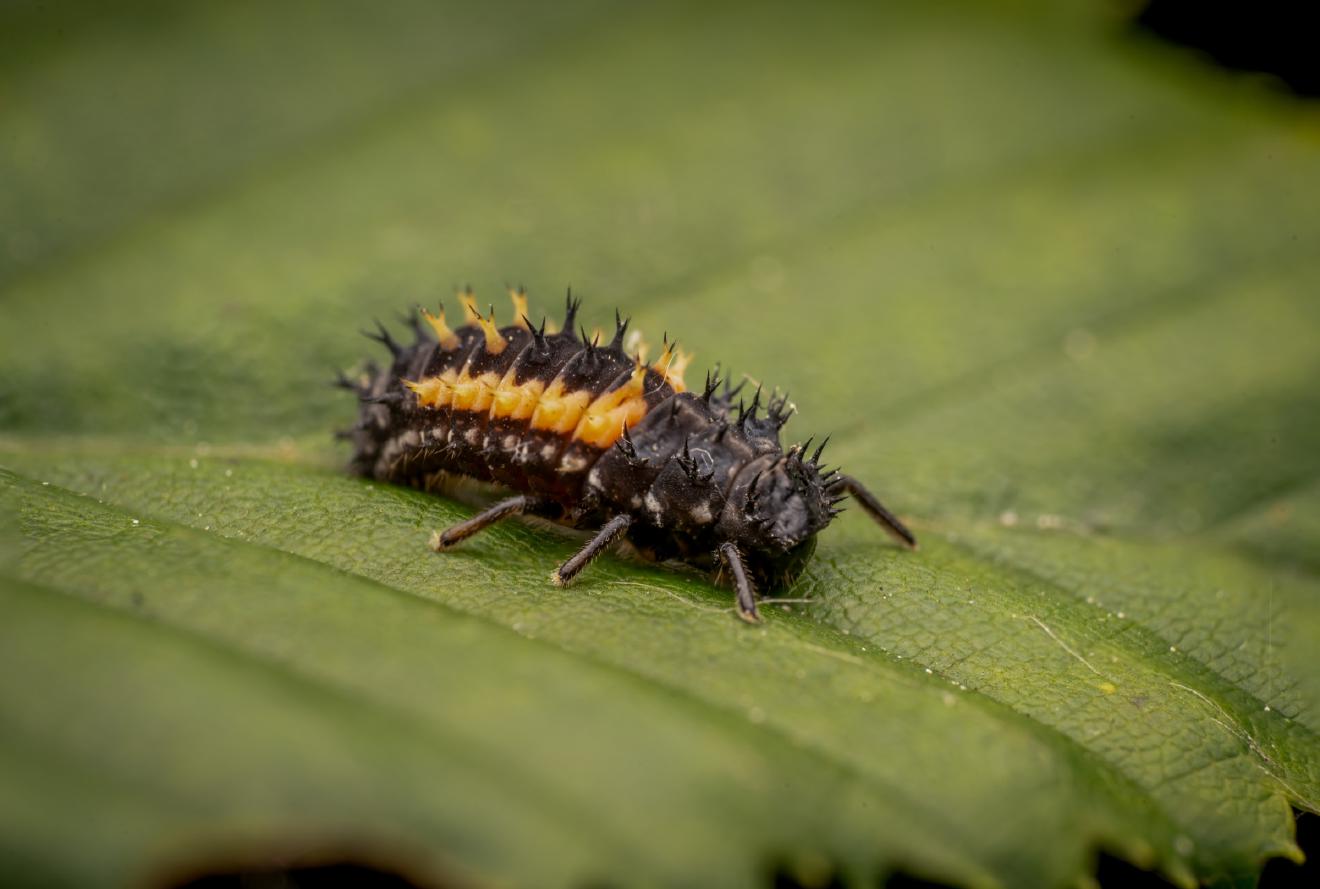 Asian Lady Beetle – No. 7