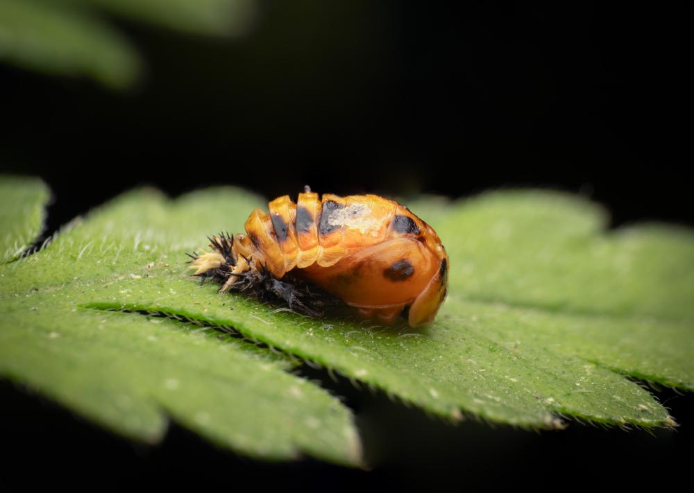 May 3, 2025 – Issue No. 624
– Issue No. 624: “Asian Lady Beetle“ Asian Lady Beetle