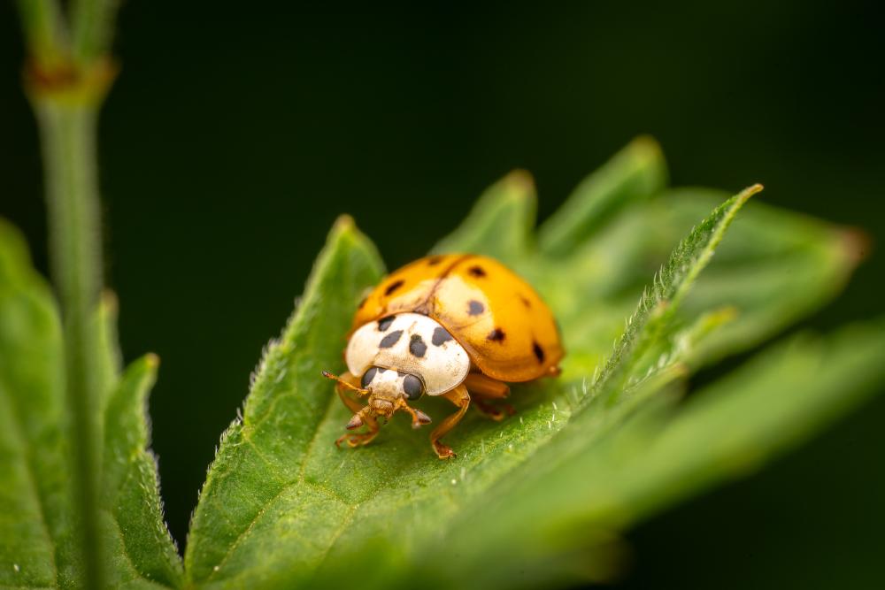April 16, 2025 – Issue No. 607
– Issue No. 607: “Asian Lady Beetle“ Asian Lady Beetle