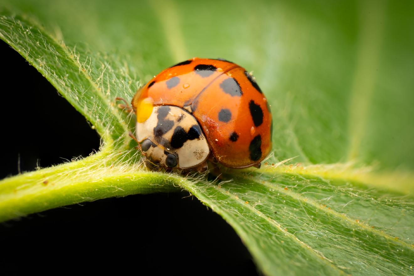Asian Lady Beetle – No. 13