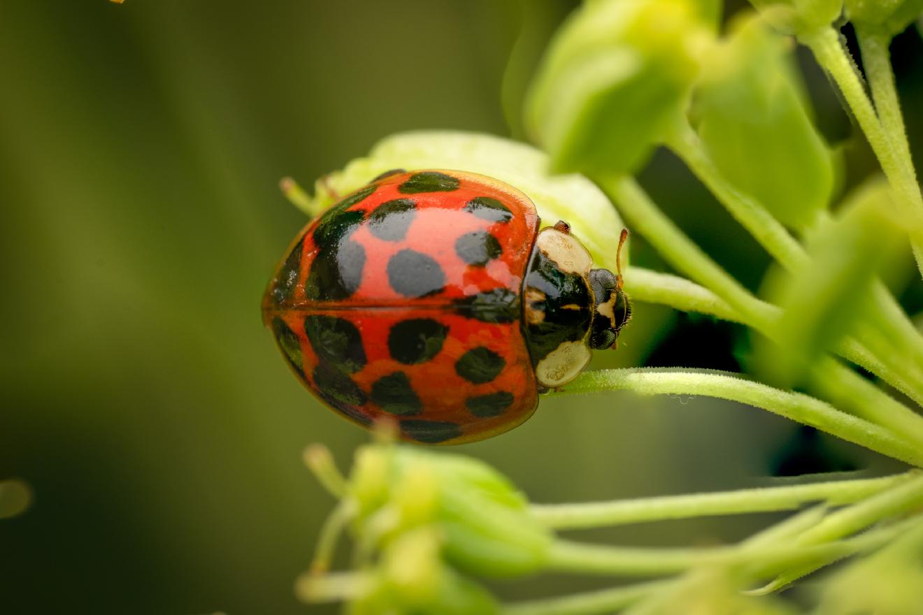 Asian Lady Beetle – No. 15