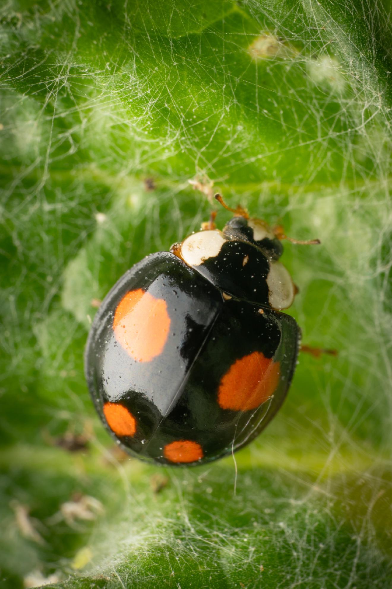 Asian Lady Beetle – No. 17