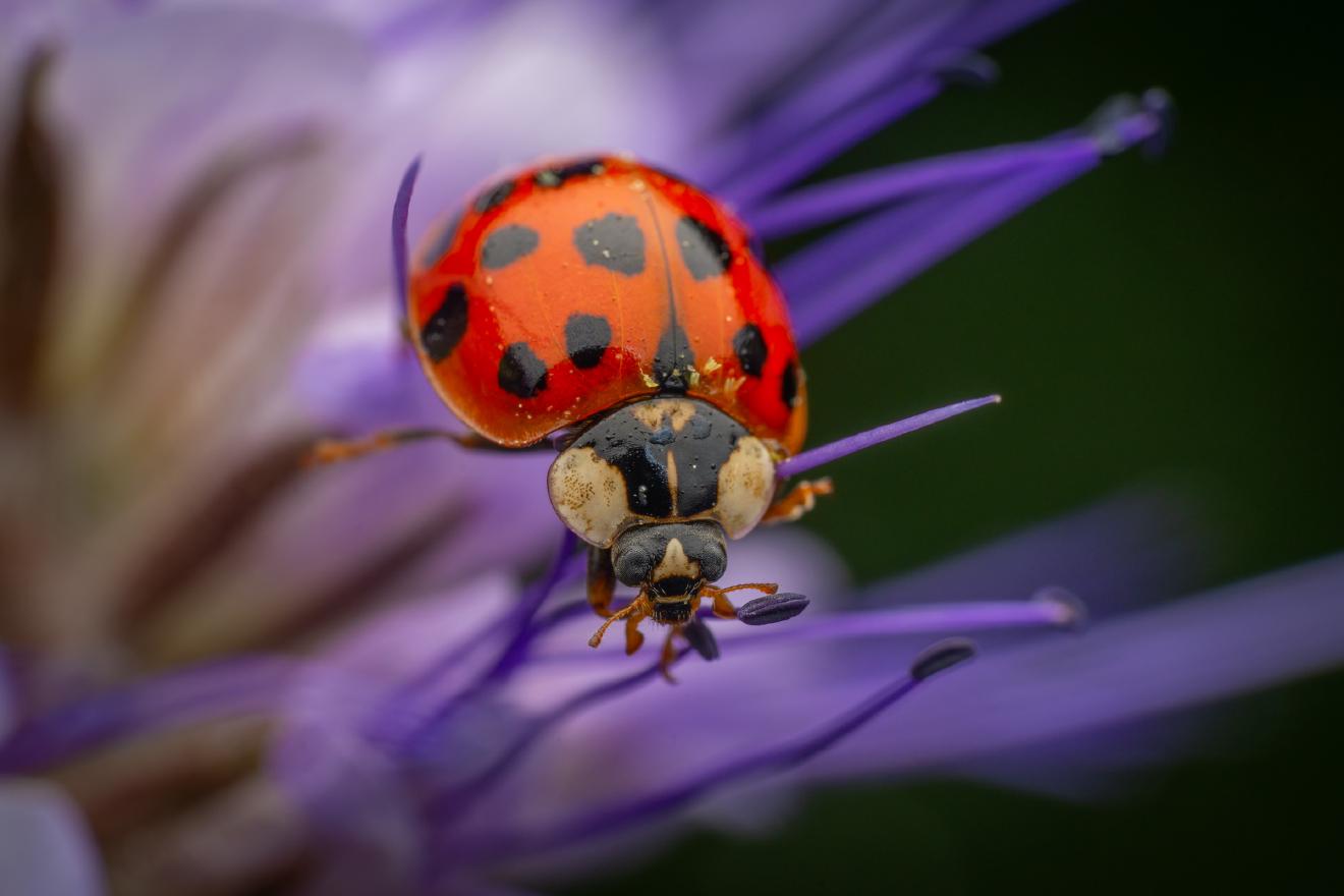 Asian Lady Beetle – No. 19