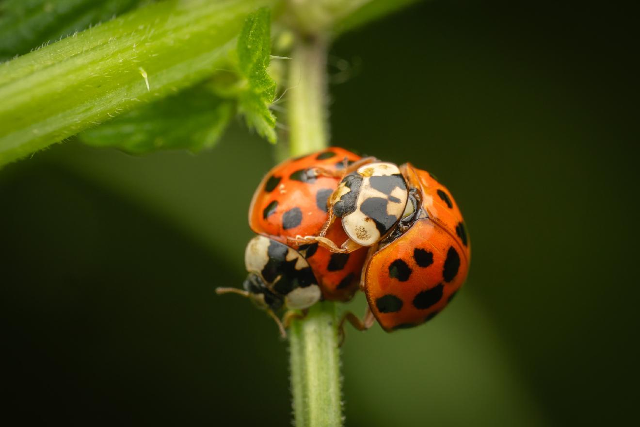 Asian Lady Beetle – No. 20