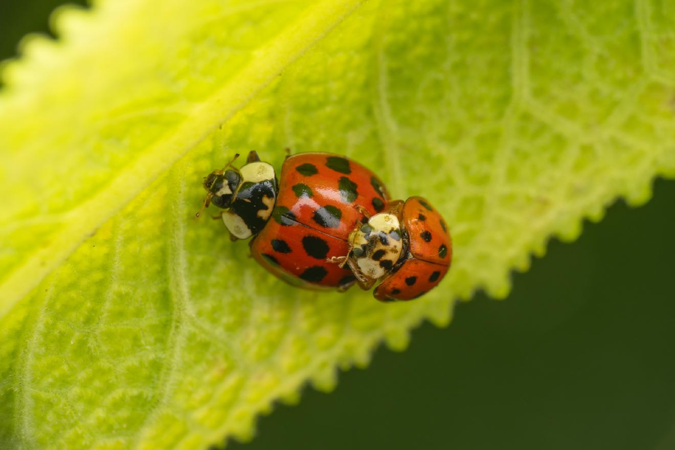Asian Lady Beetle – No. 21