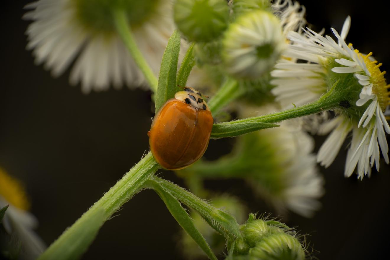 Asian Lady Beetle – No. 23