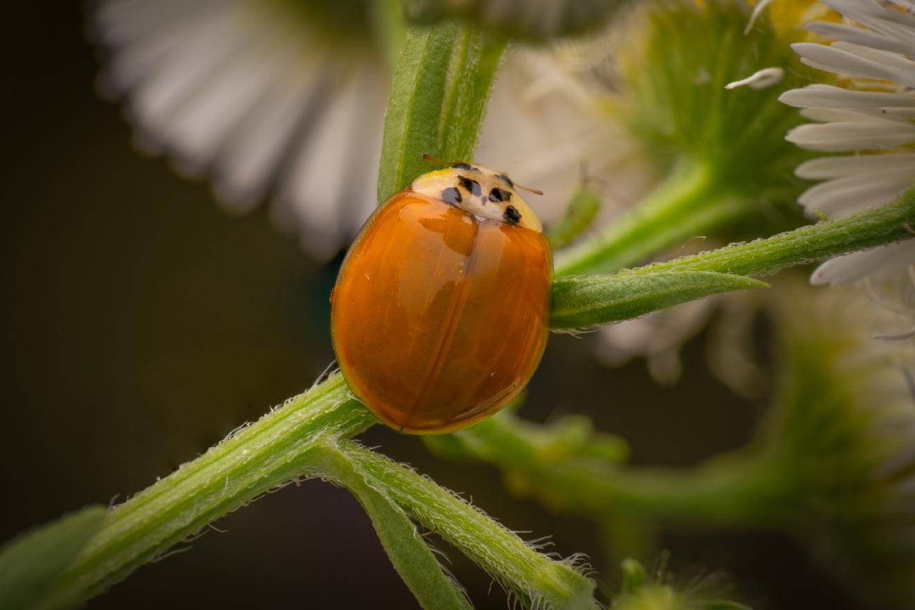 Asian Lady Beetle – No. 24
