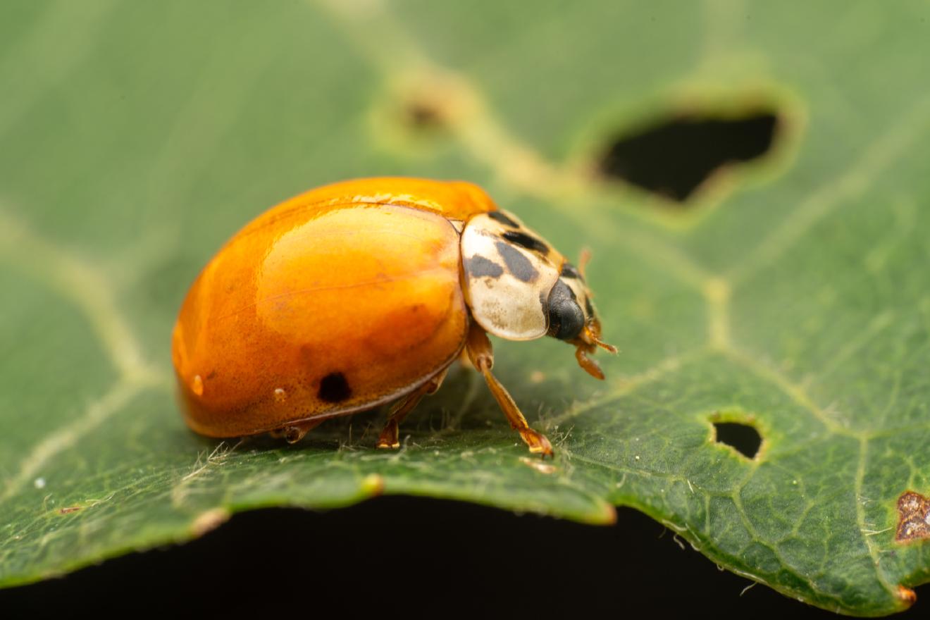 Asian Lady Beetle – No. 25
