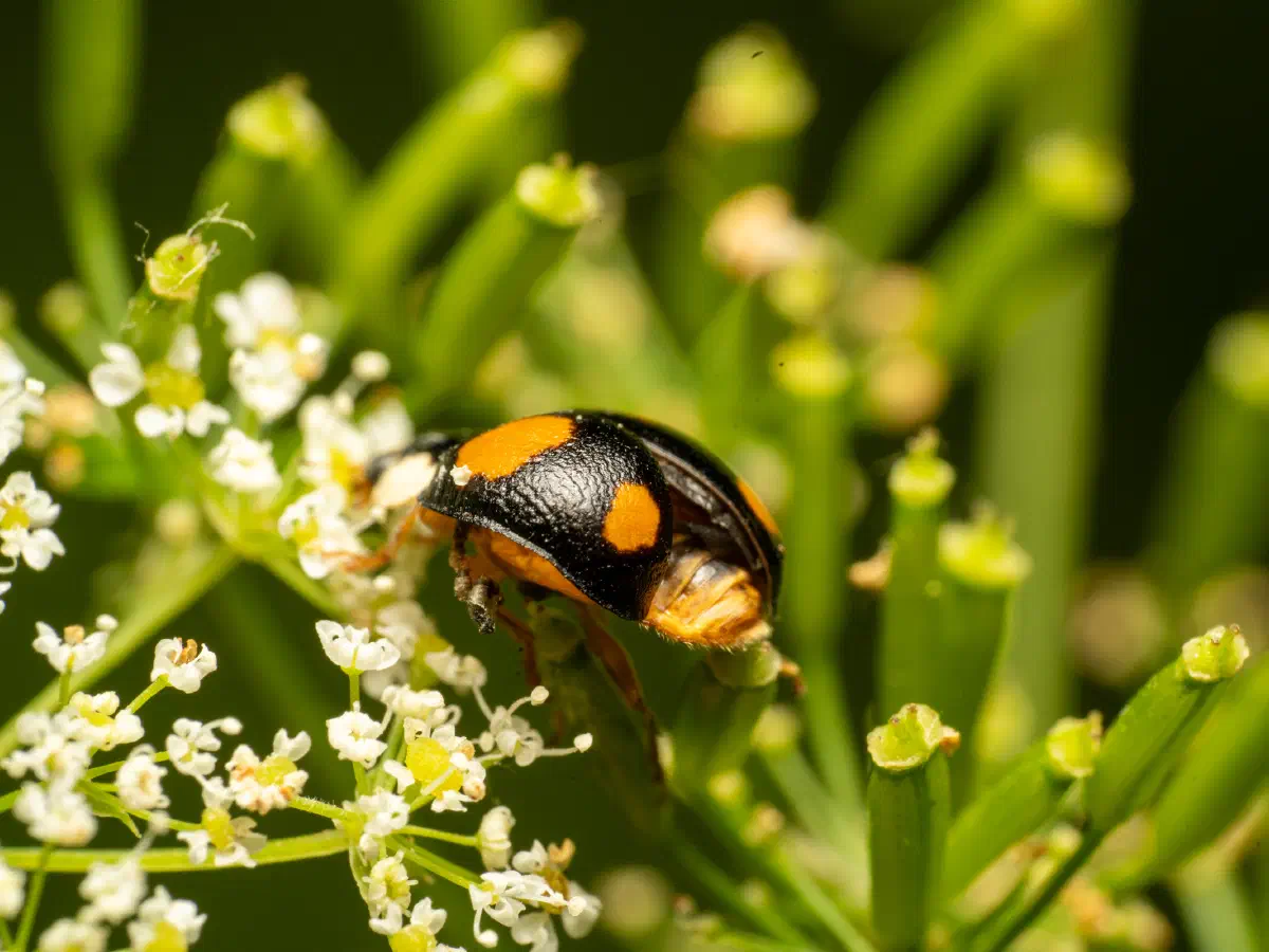 Coccinelle à hiéroglyphes