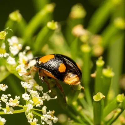 Coccinelle à hiéroglyphes