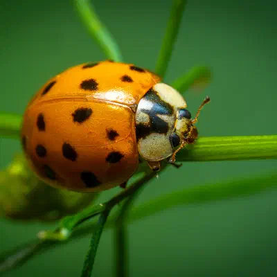 Anisosticta novemdecimpunctata
