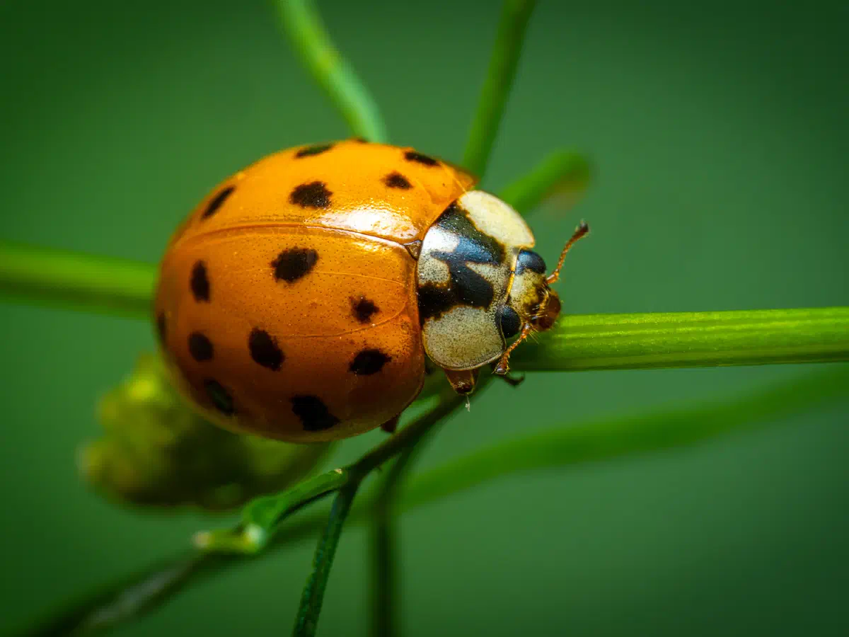 Coccinelle des marais
