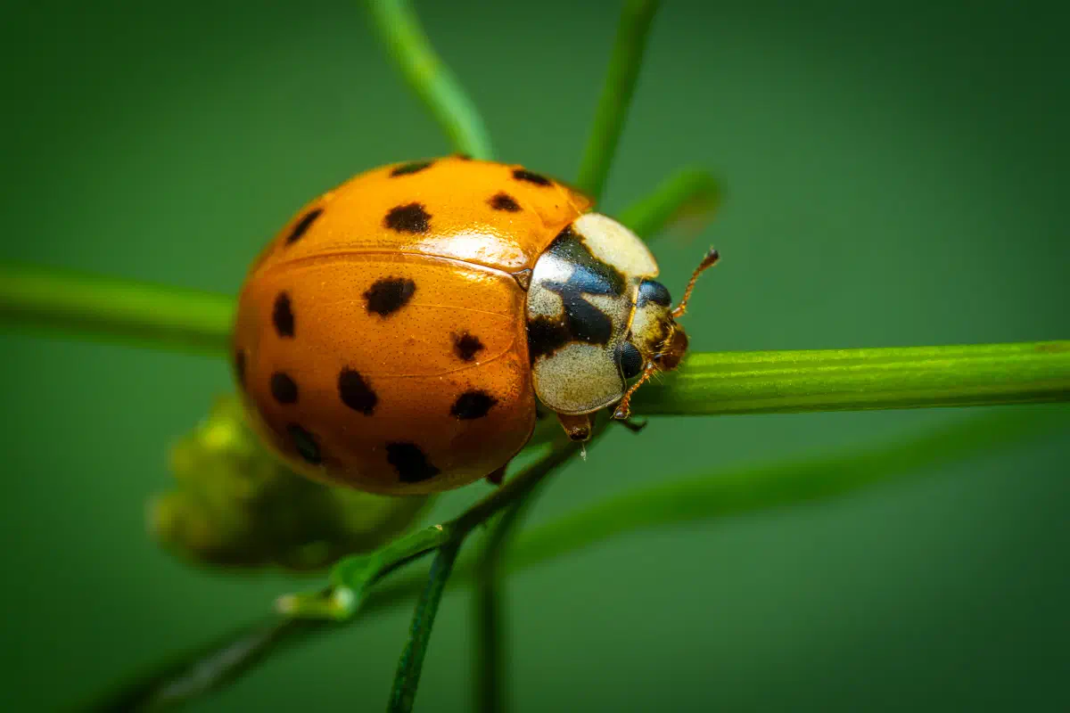 Coccinelle des marais