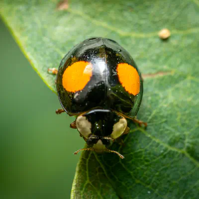 Kidney-spot Ladybird