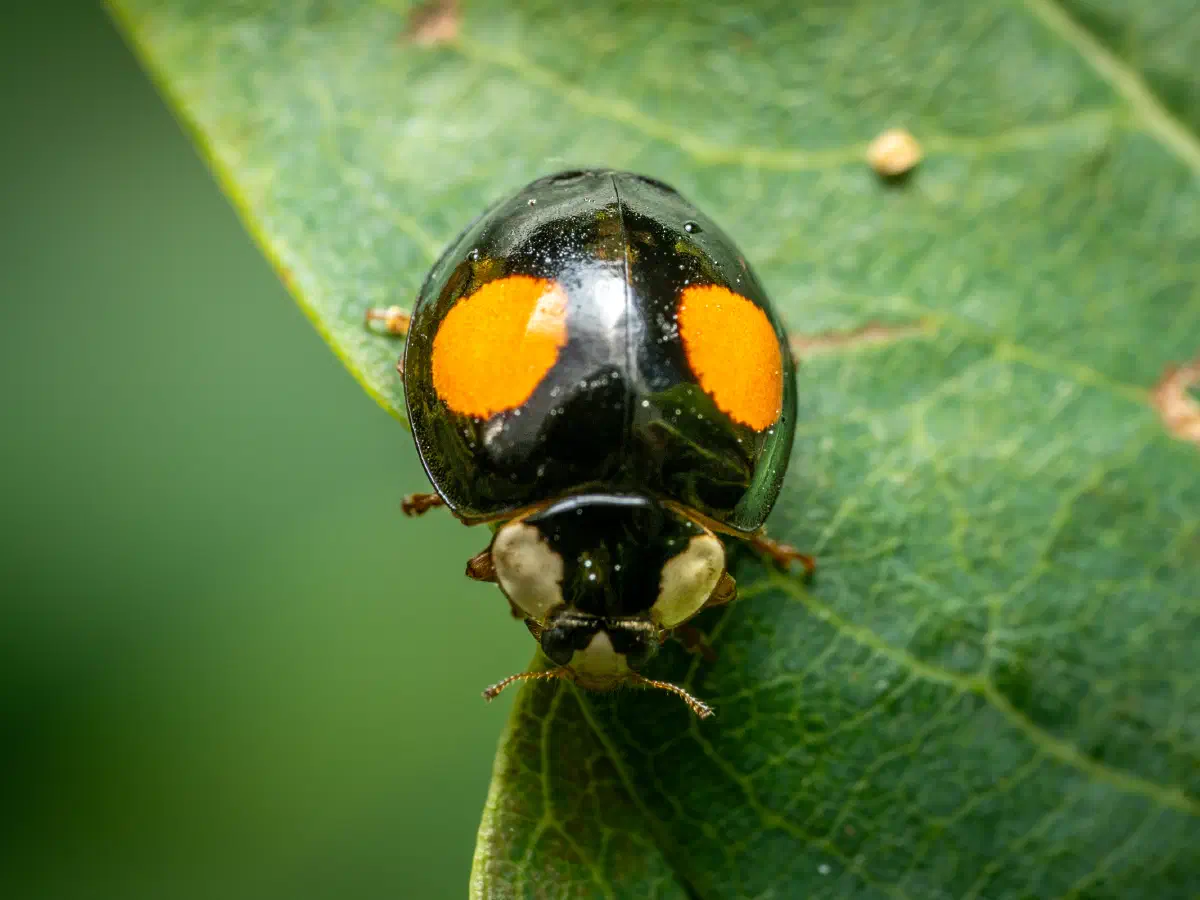 Coccinelle des saules