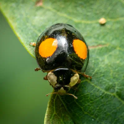Coccinelle des saules